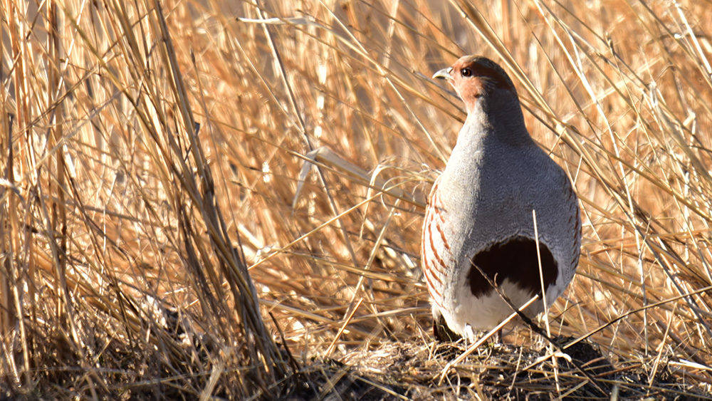 Grey Partridge
