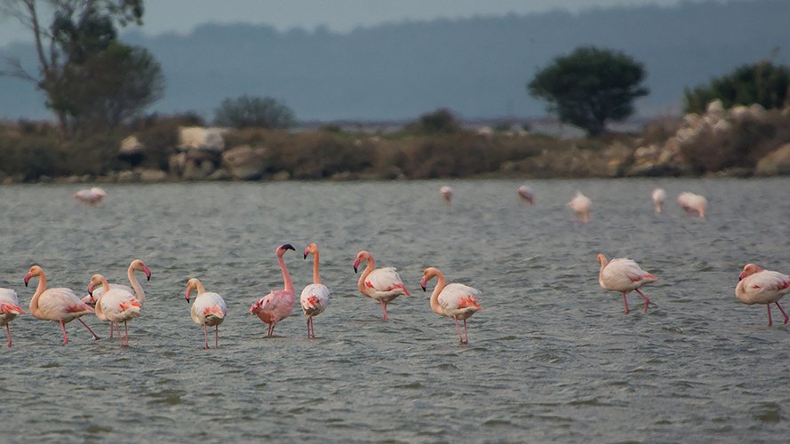 Küçük Flamingo