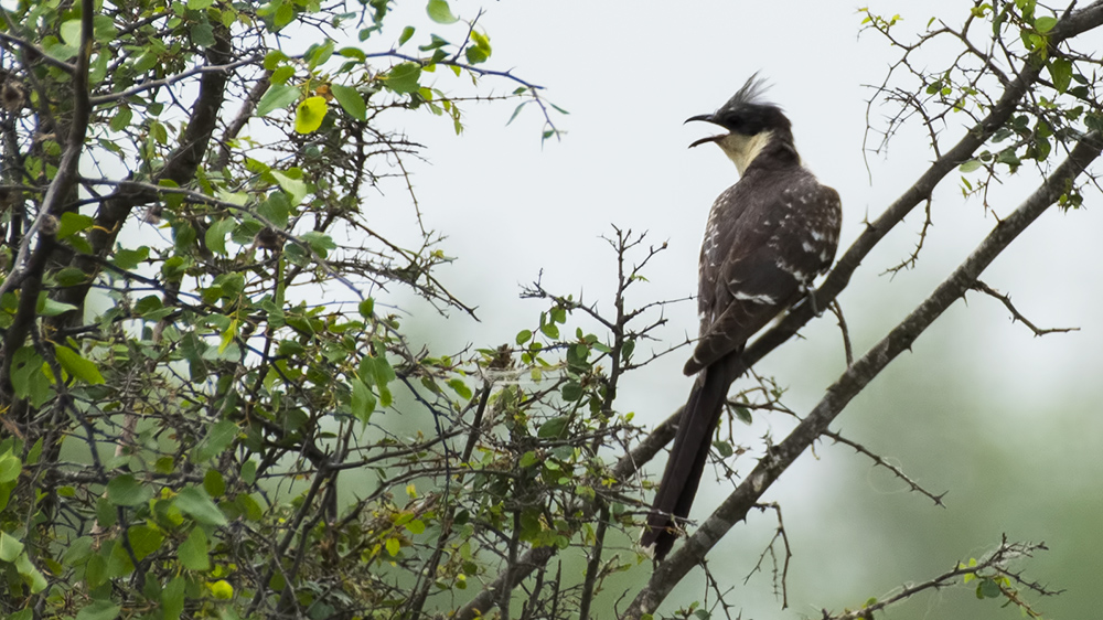 Great Spotted Cuckoo