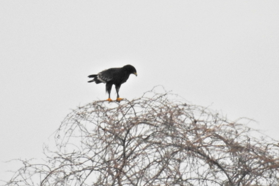 Greater Spotted Eagle