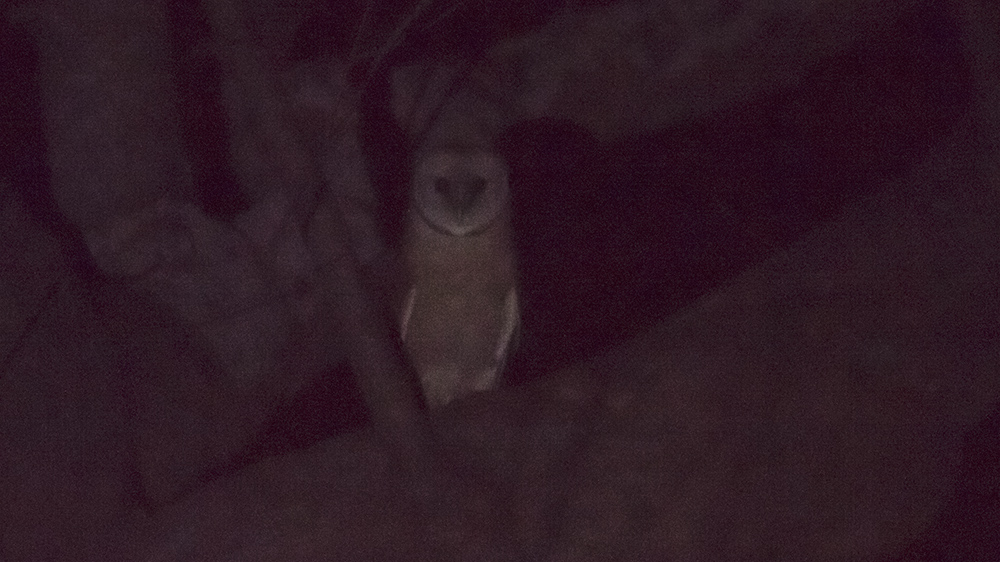 Western Barn Owl