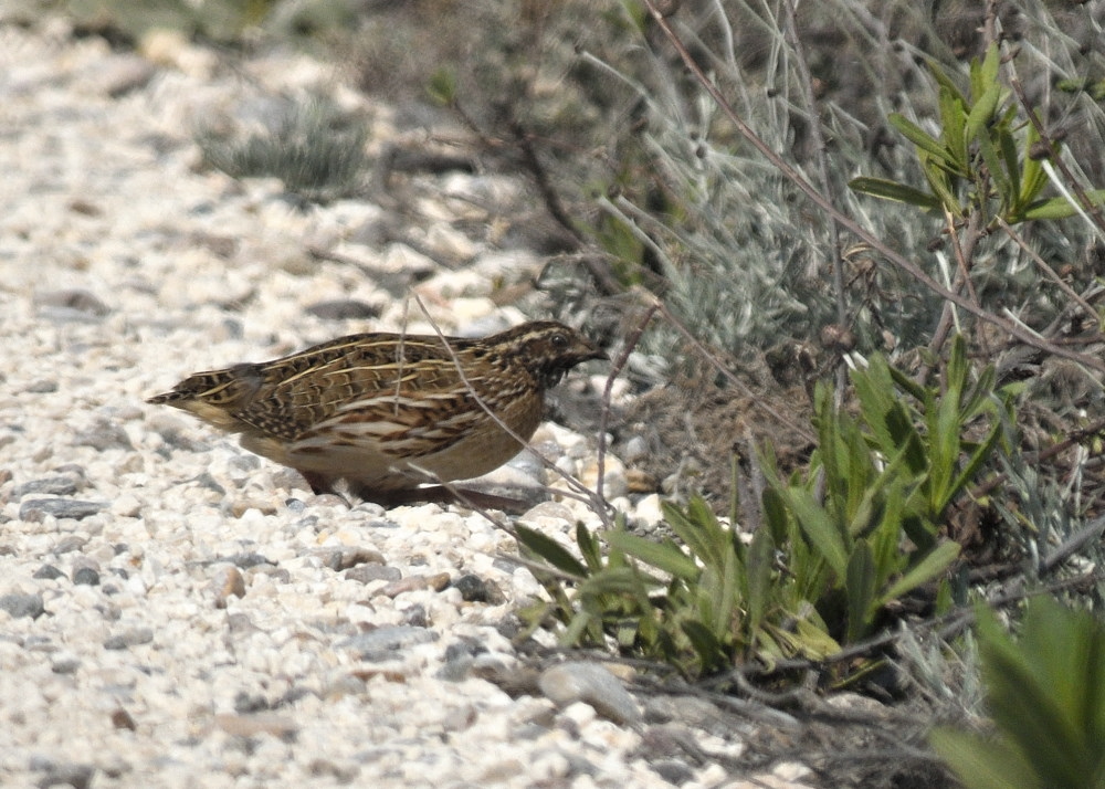 Common Quail