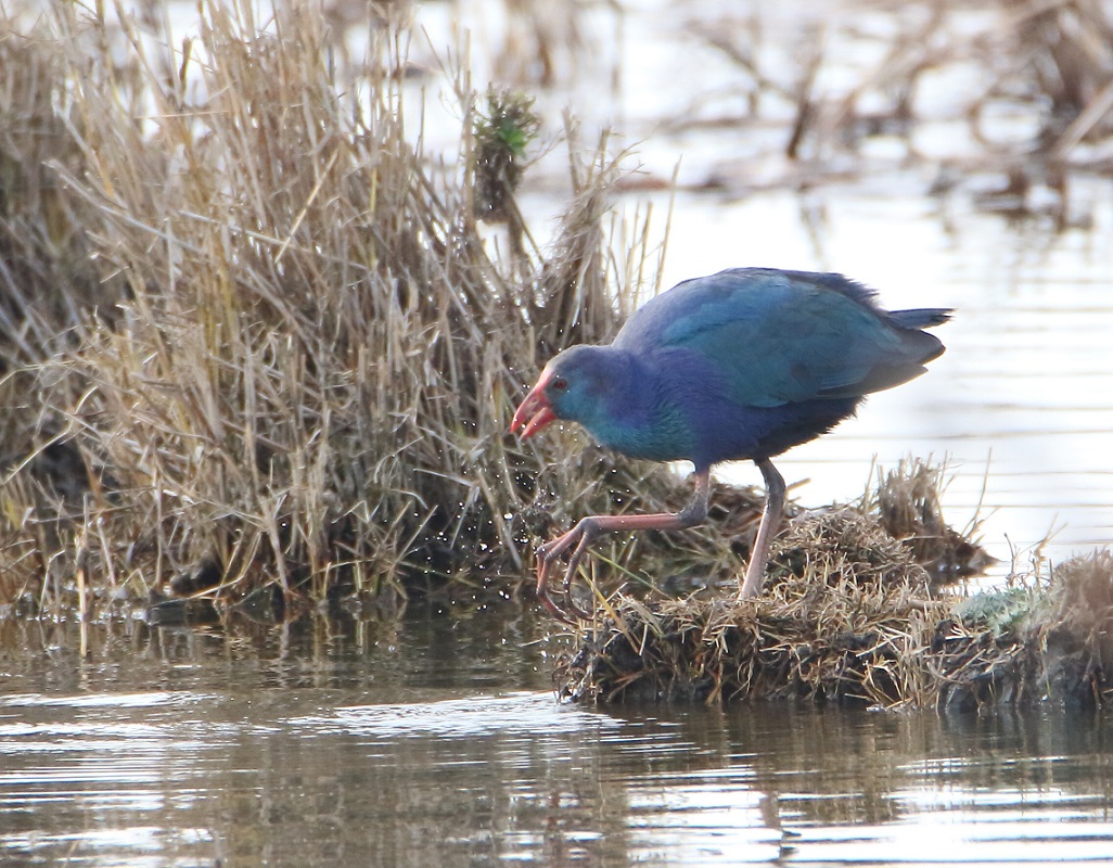 Grey-headed Swamphen