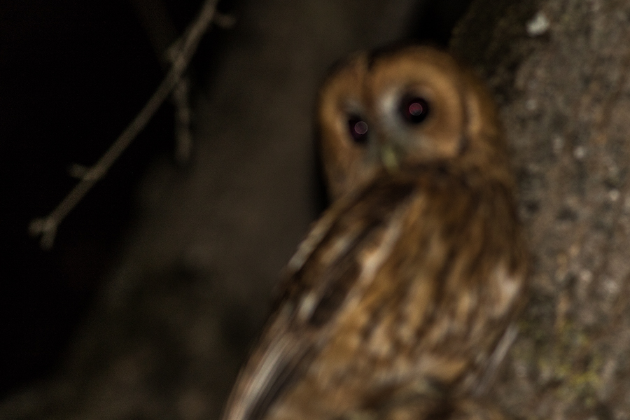 Alaca Baykuş