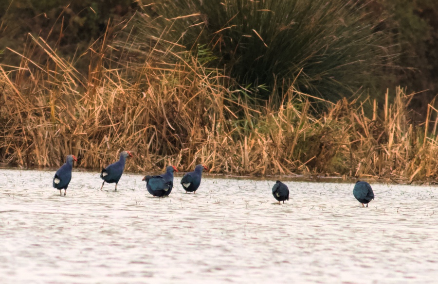 Grey-headed Swamphen