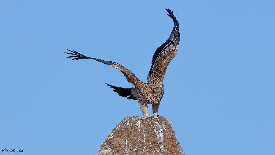 Eastern Imperial Eagle