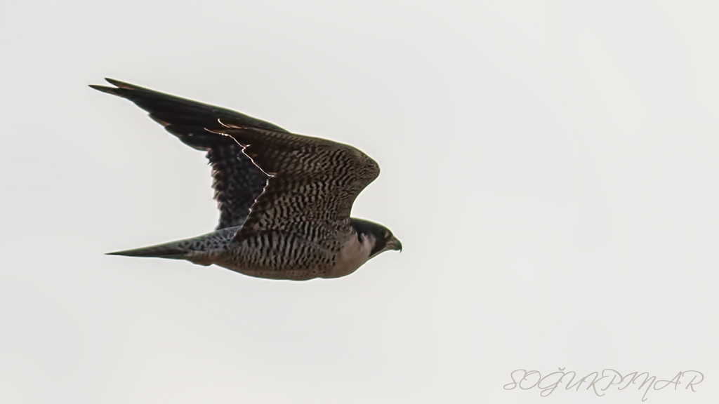 Gök Doğan