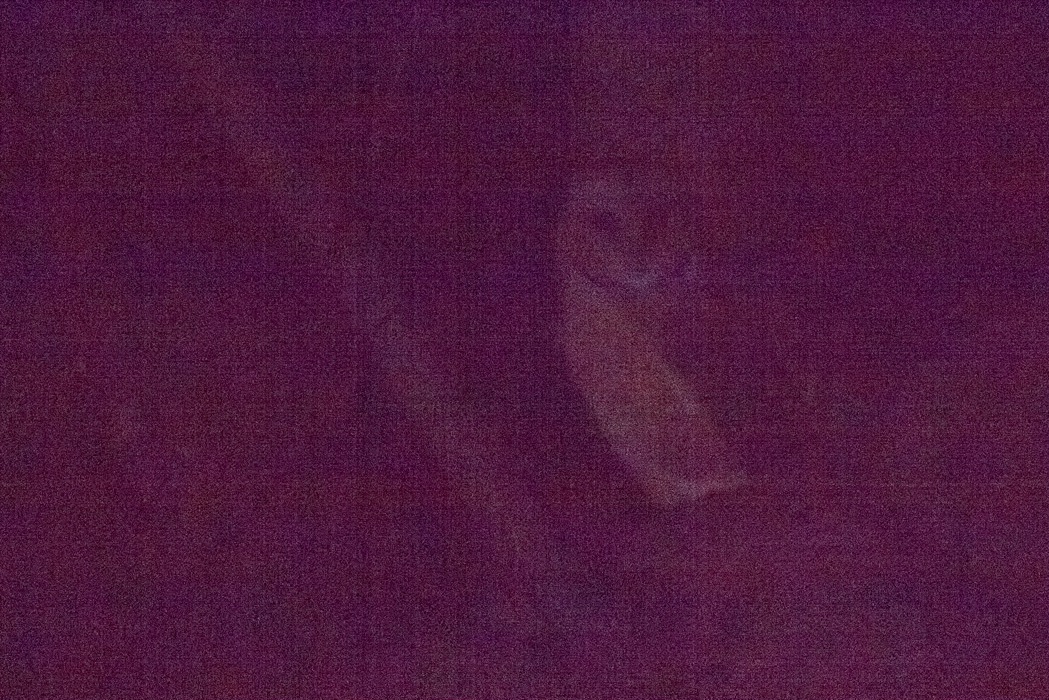Western Barn Owl