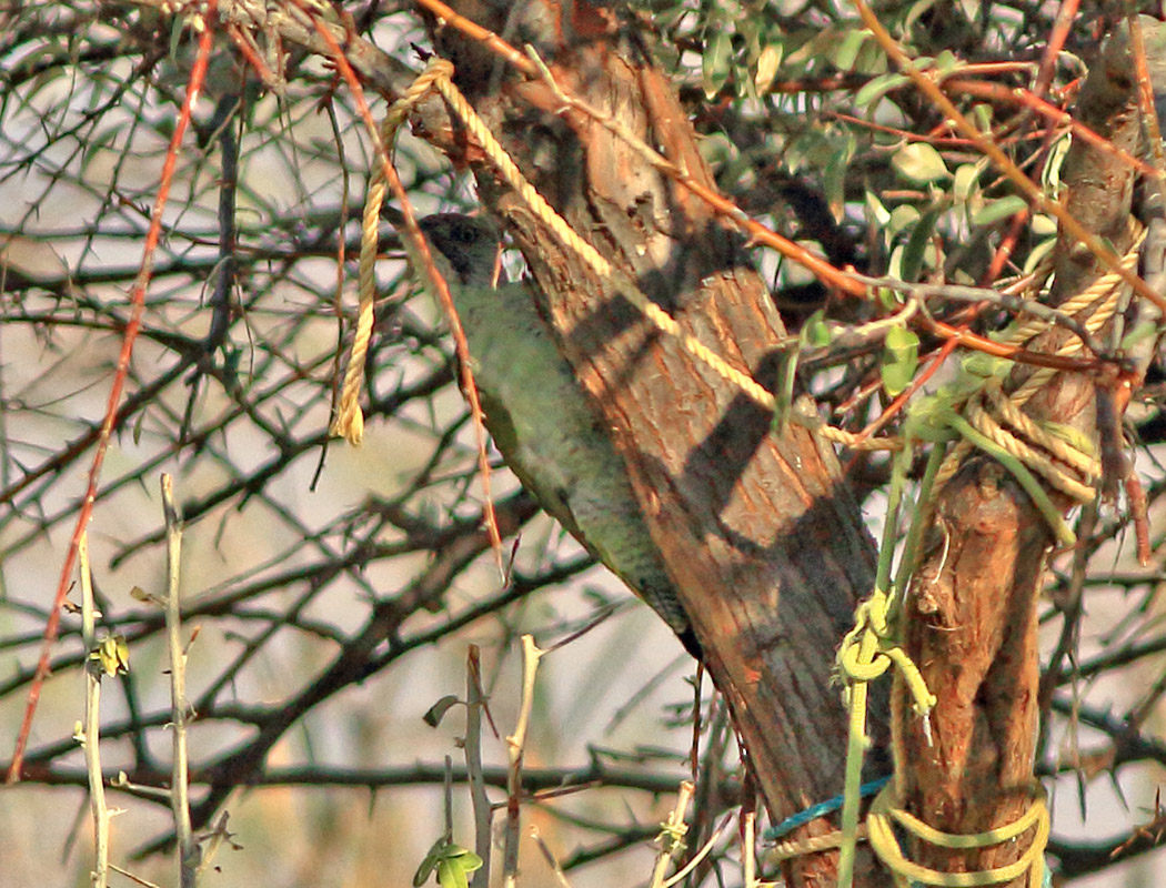 European Green Woodpecker