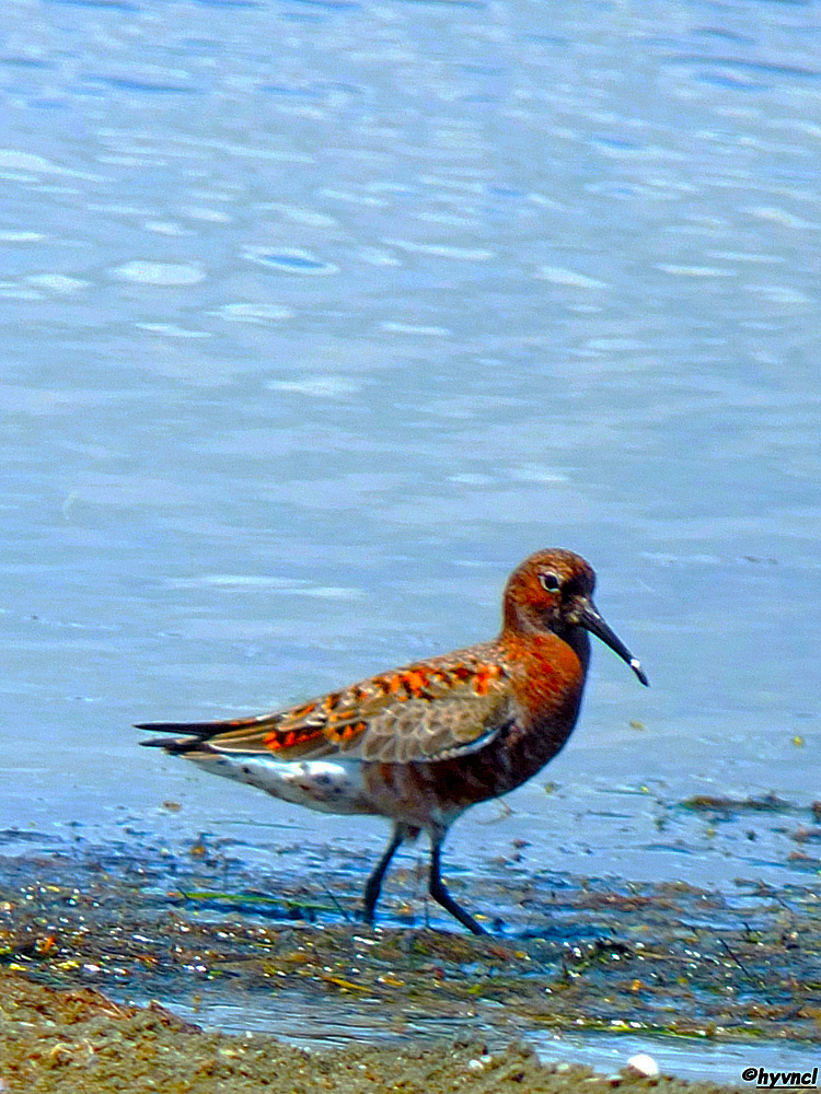 Curlew Sandpiper
