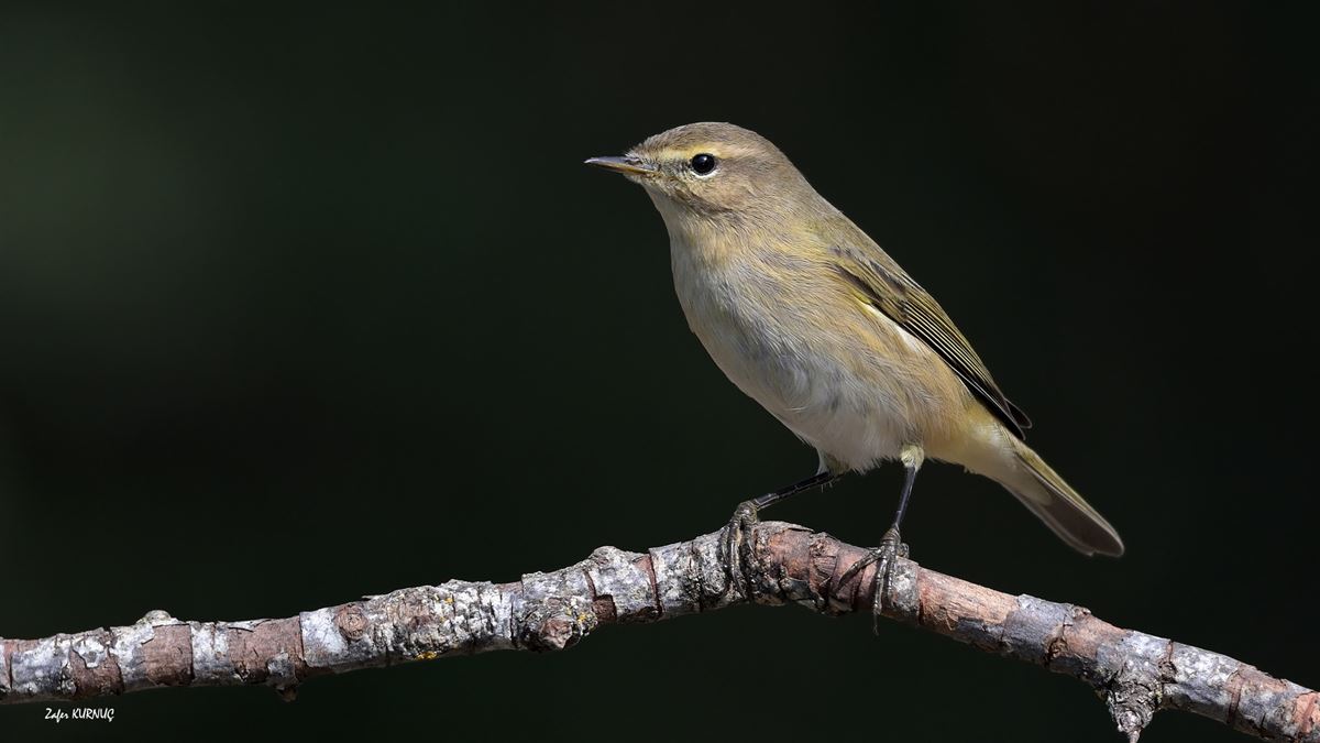 Common Chiffchaff