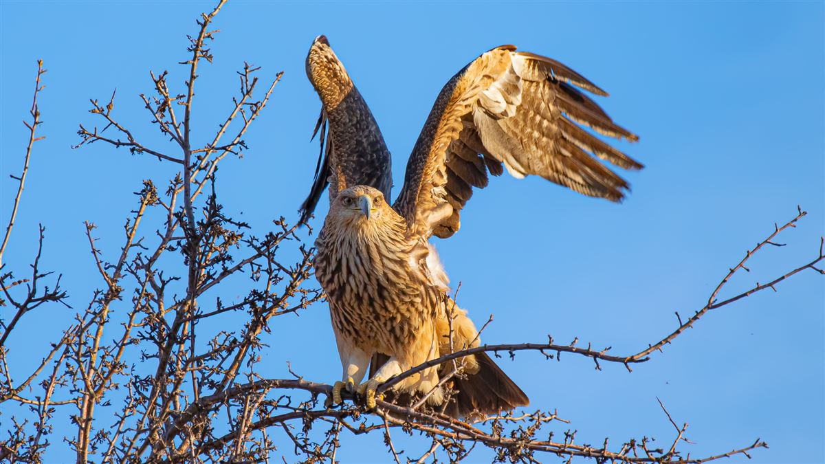 Eastern Imperial Eagle