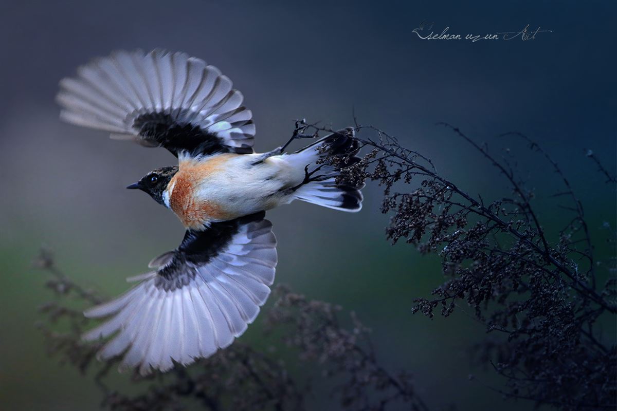 Siberian Stonechat