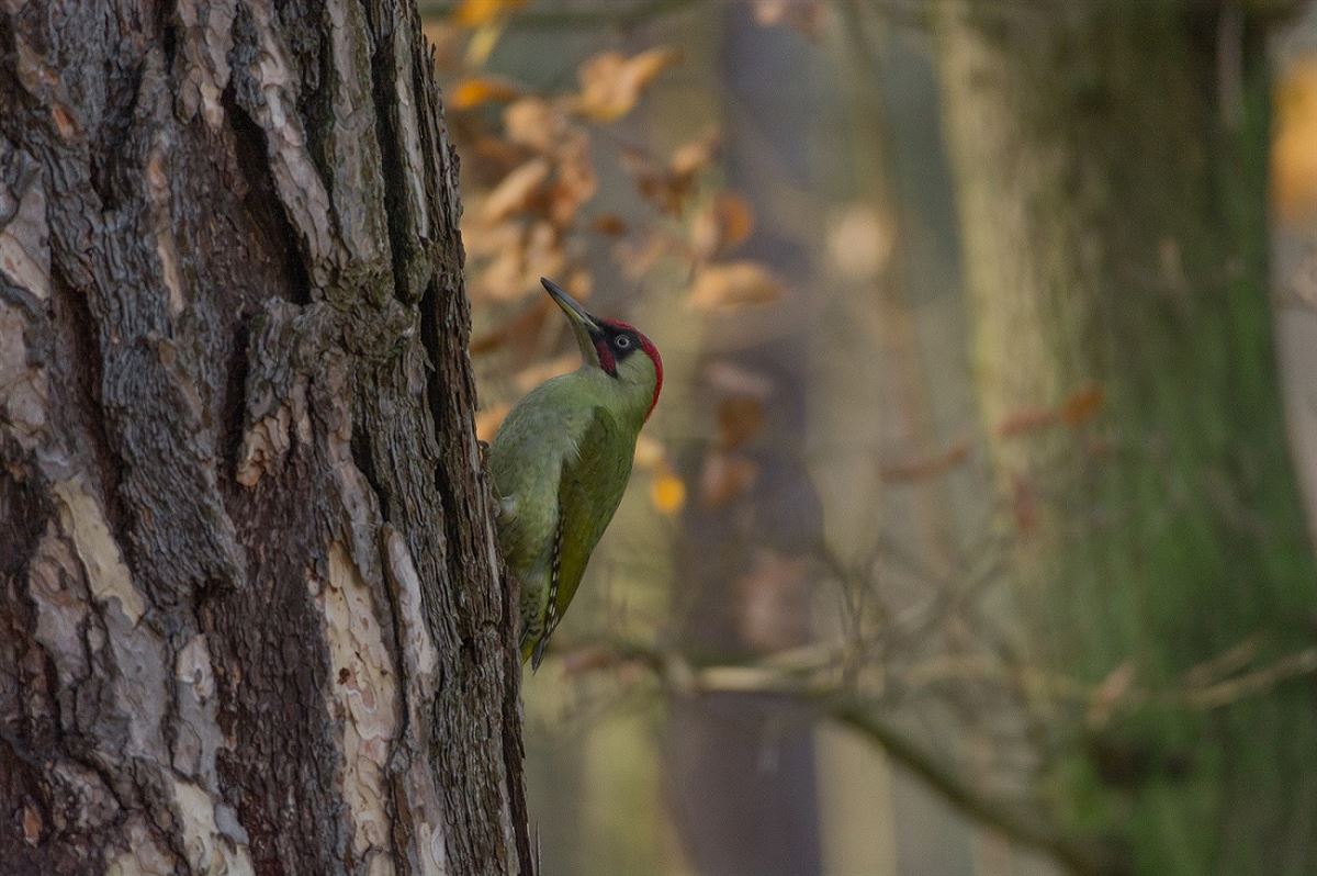 European Green Woodpecker