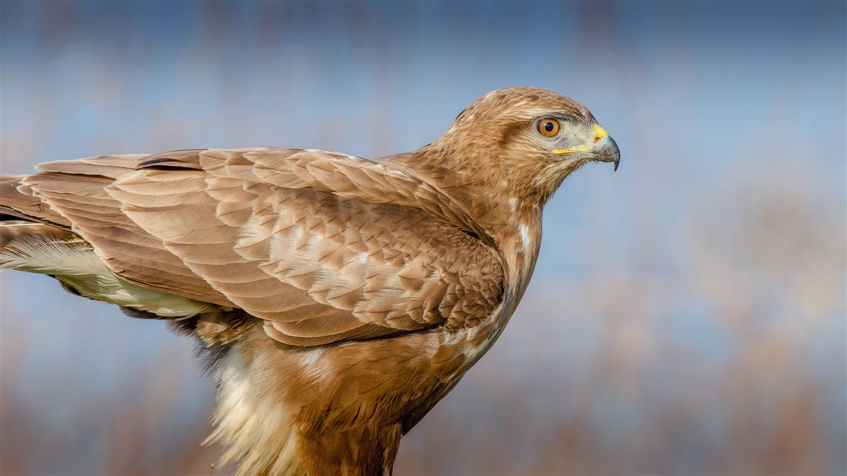 Common Buzzard