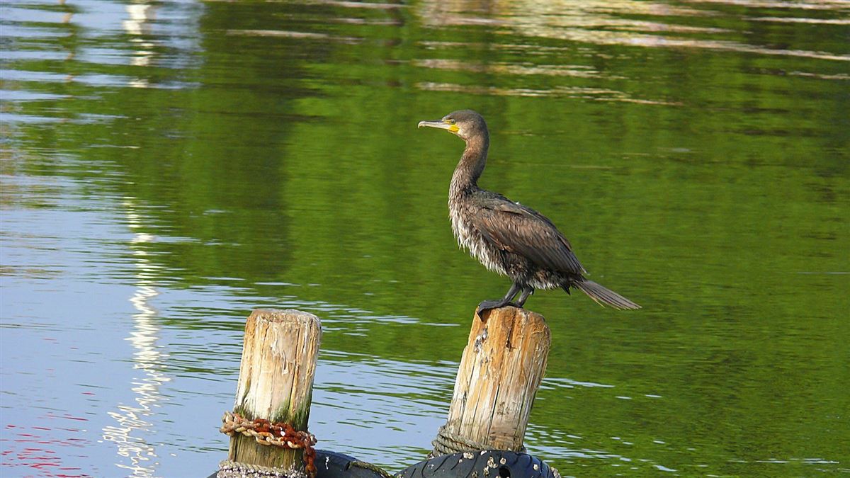 Great Cormorant