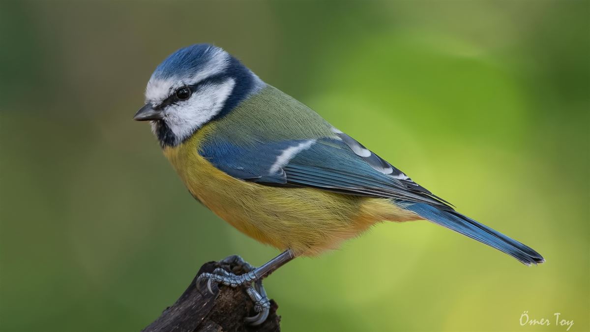 Eurasian Blue Tit