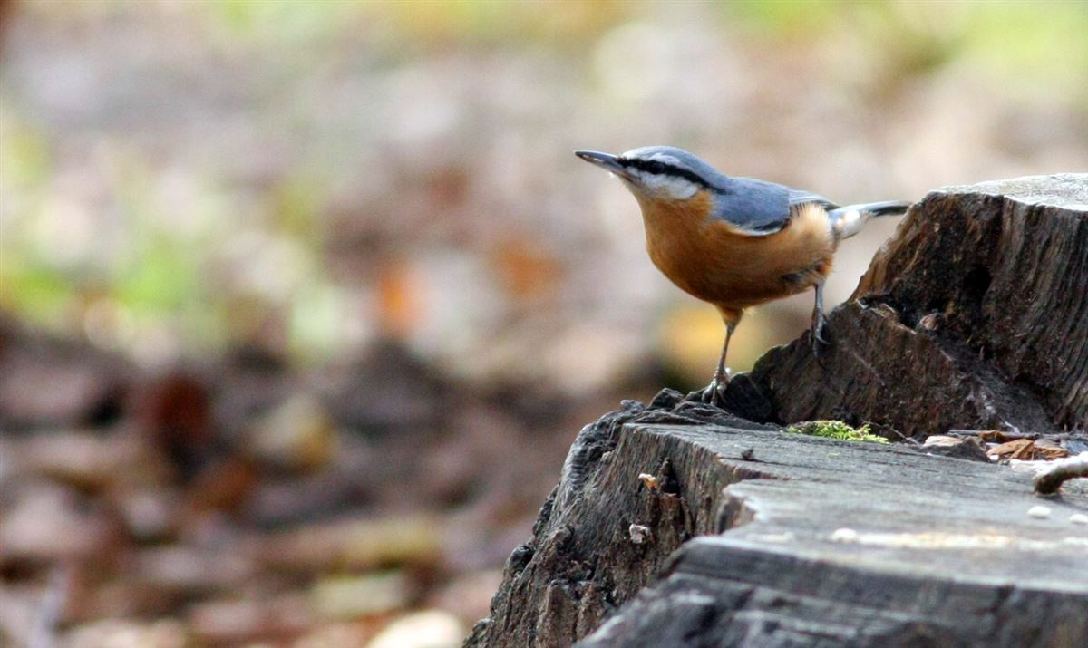 Eurasian Nuthatch