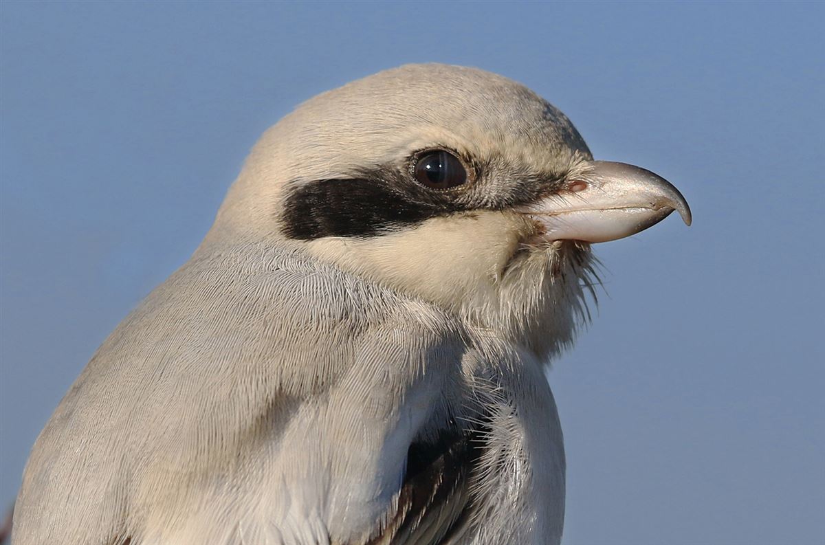 Great Grey Shrike