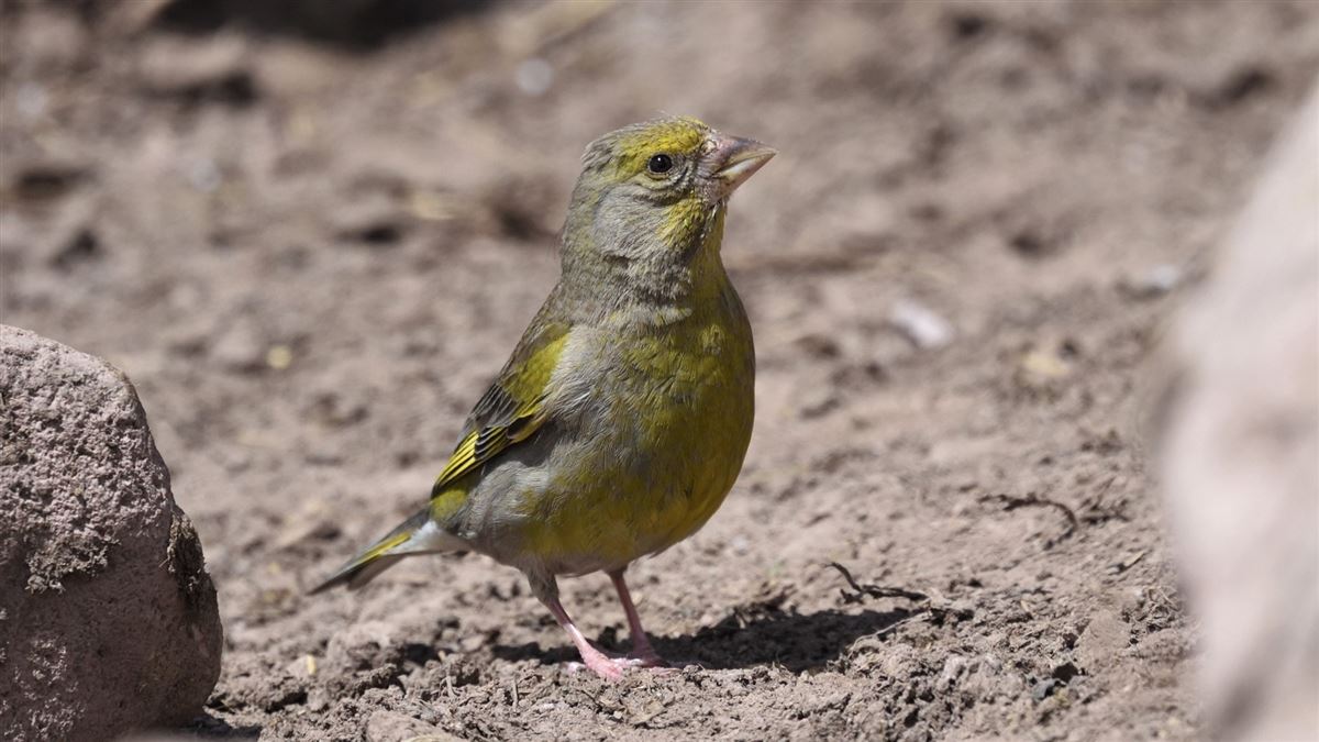 European Greenfinch