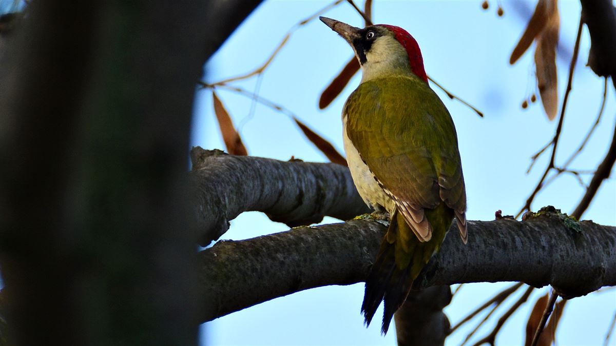 European Green Woodpecker