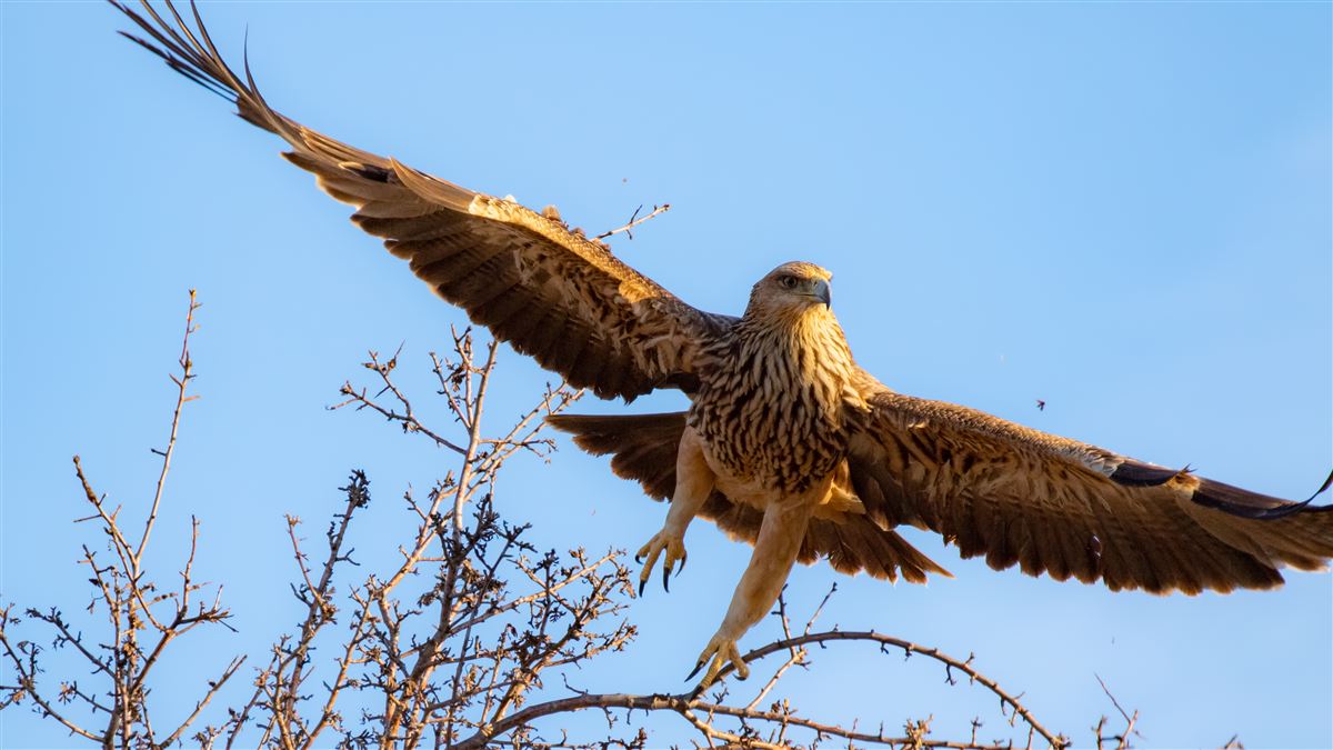 Eastern Imperial Eagle