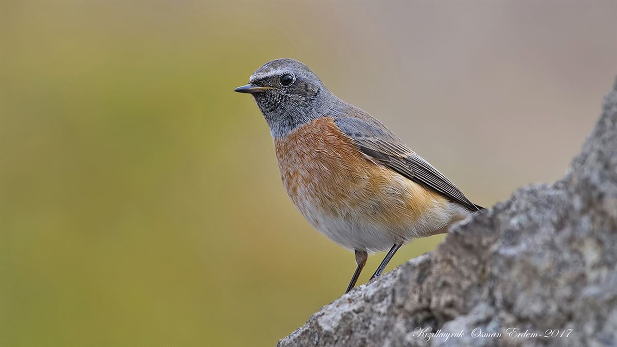 Common Redstart