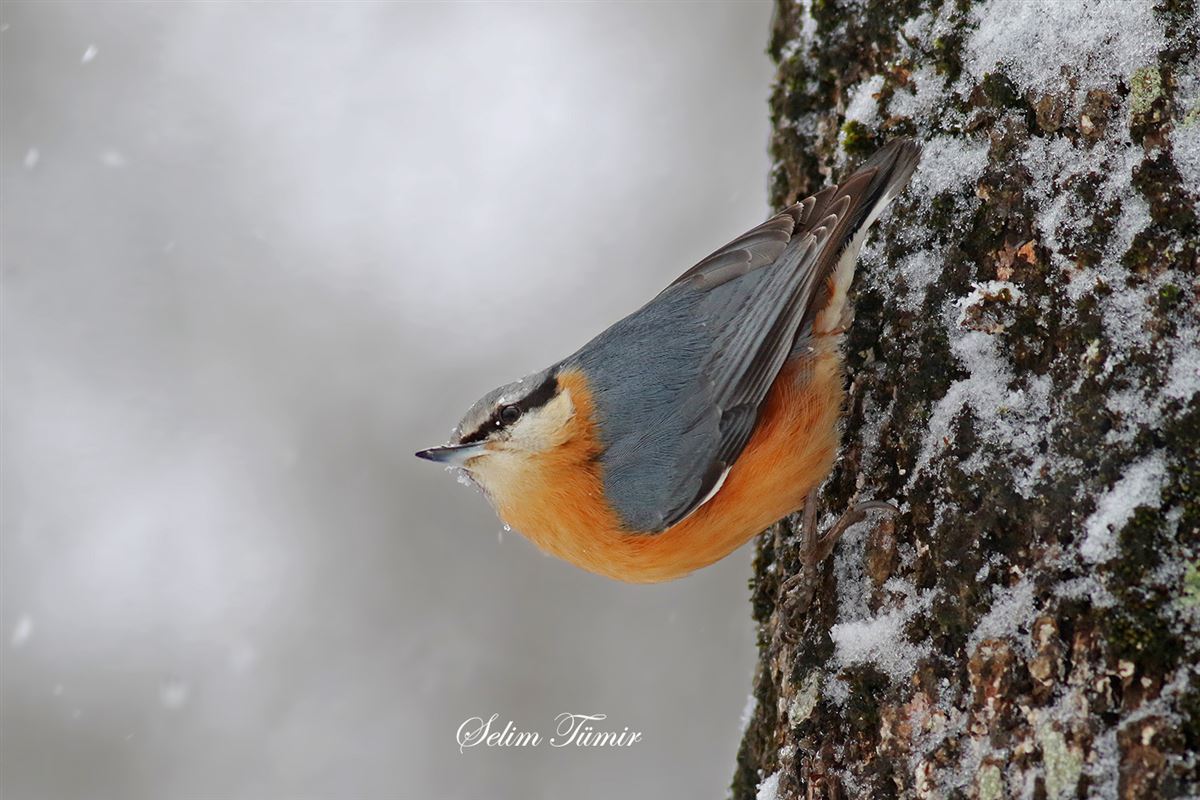 Eurasian Nuthatch