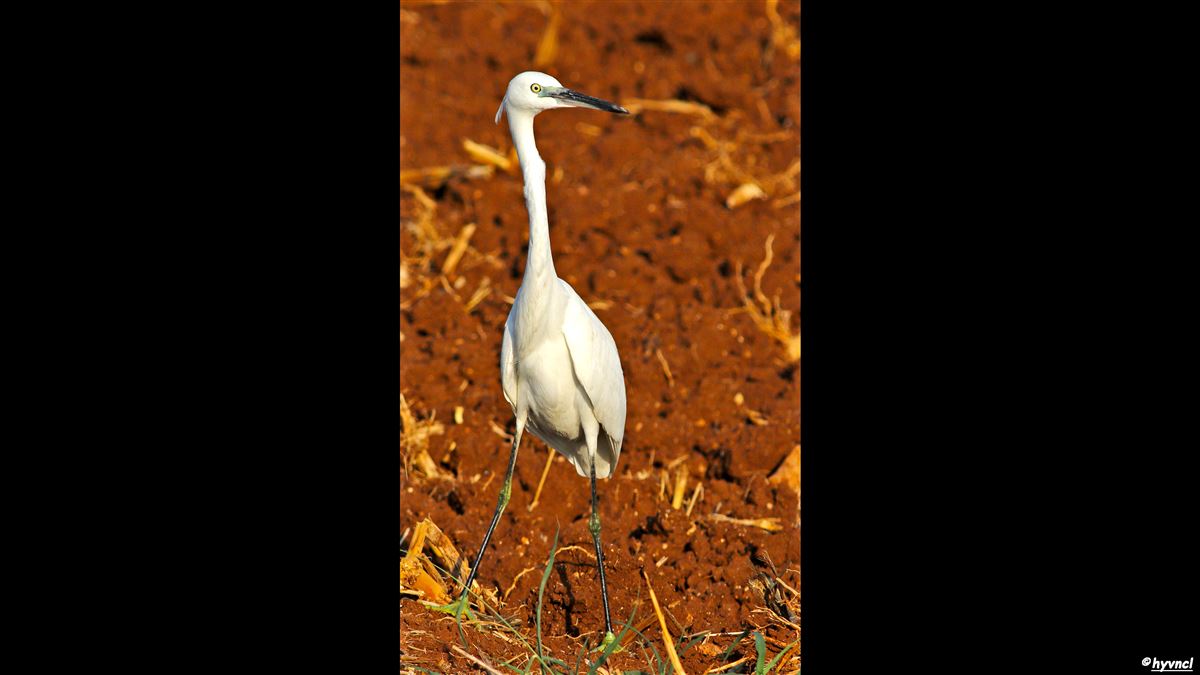 Little Egret