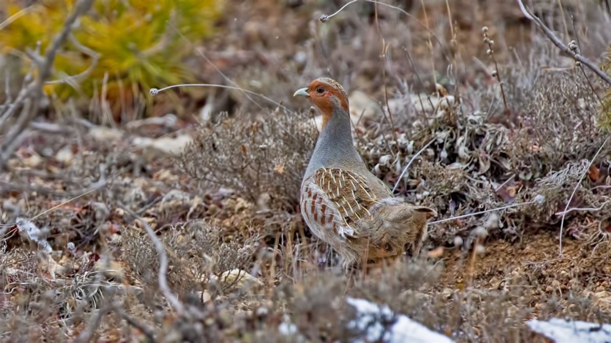 Grey Partridge
