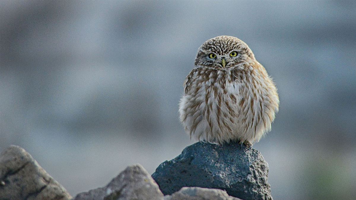 Little Owl