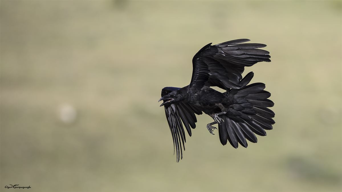 Northern Raven