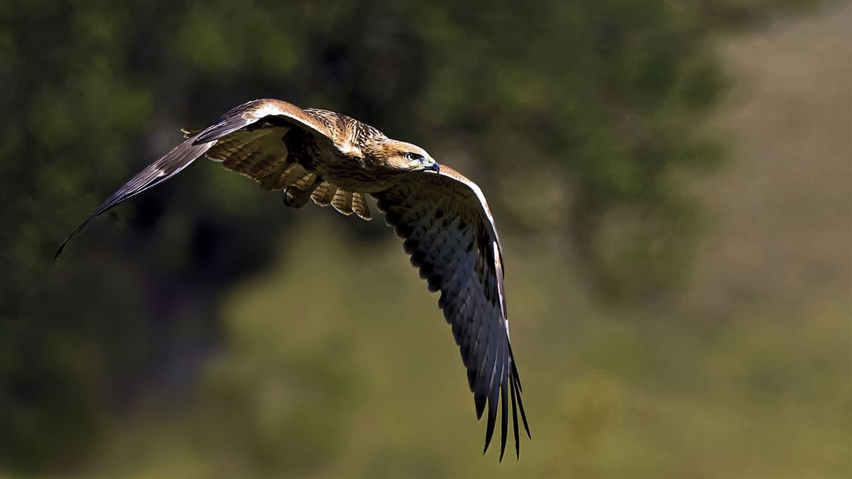 Long-legged Buzzard