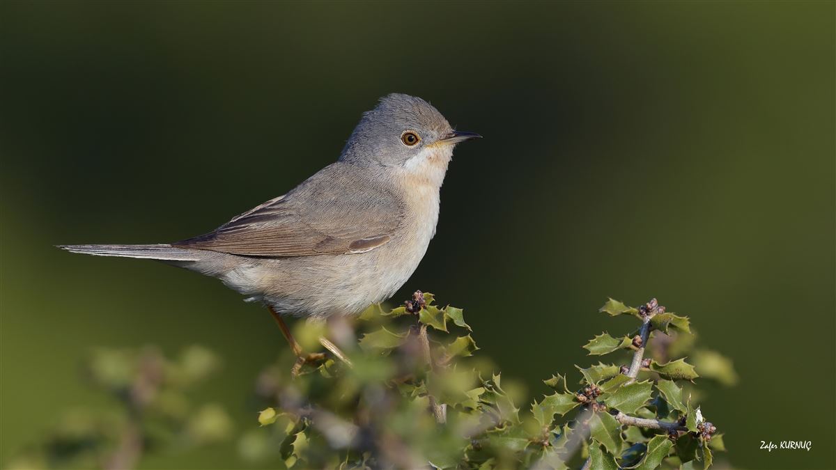 Subalpine Warbler