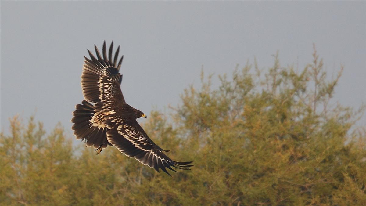 Greater Spotted Eagle