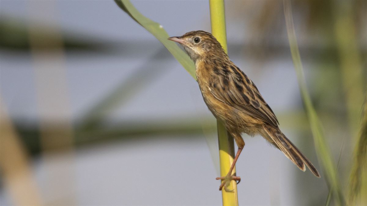 Zitting Cisticola