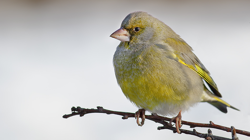 European Greenfinch