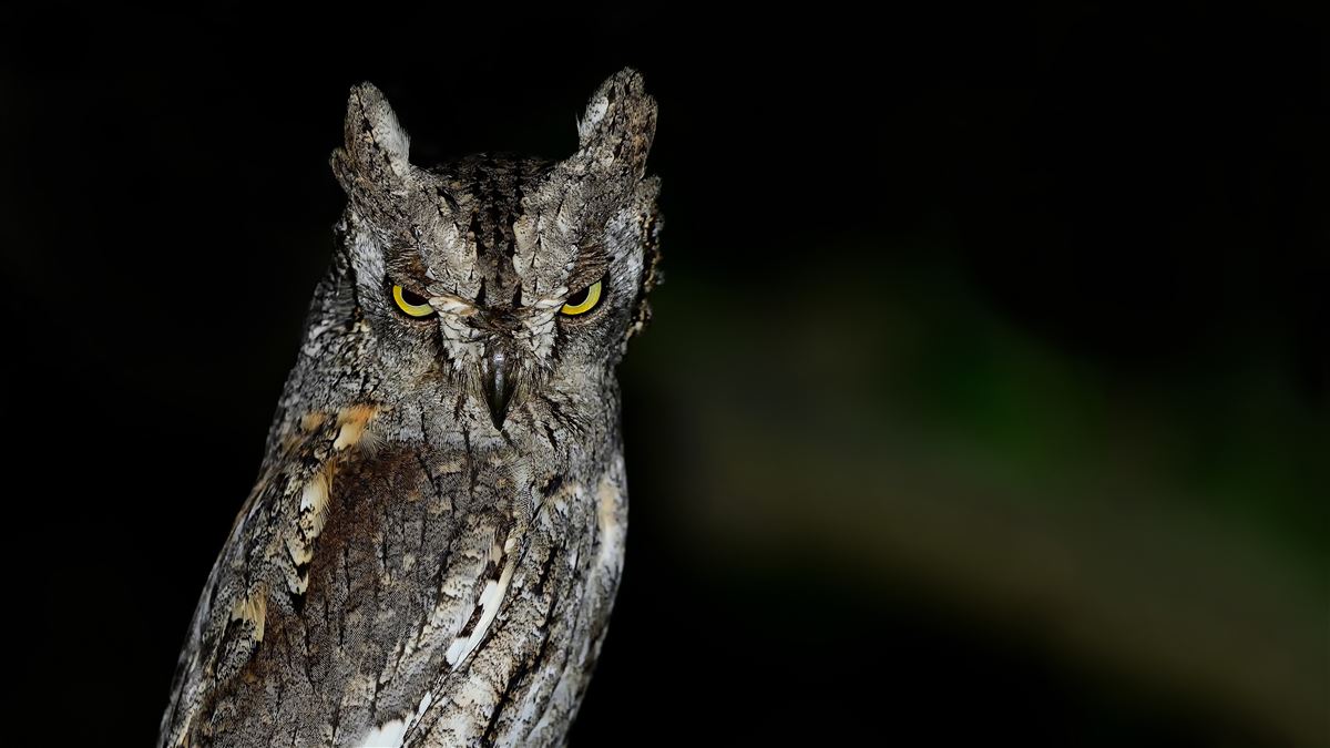 Eurasian Scops Owl