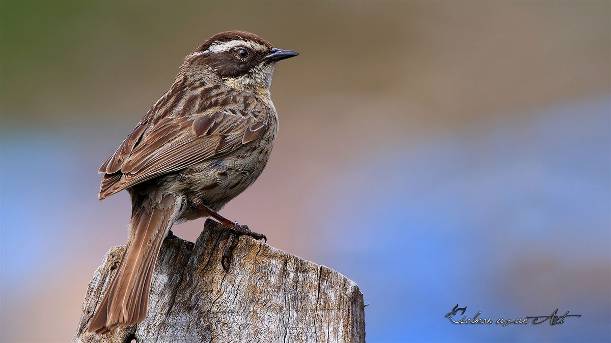 Radde`s Accentor