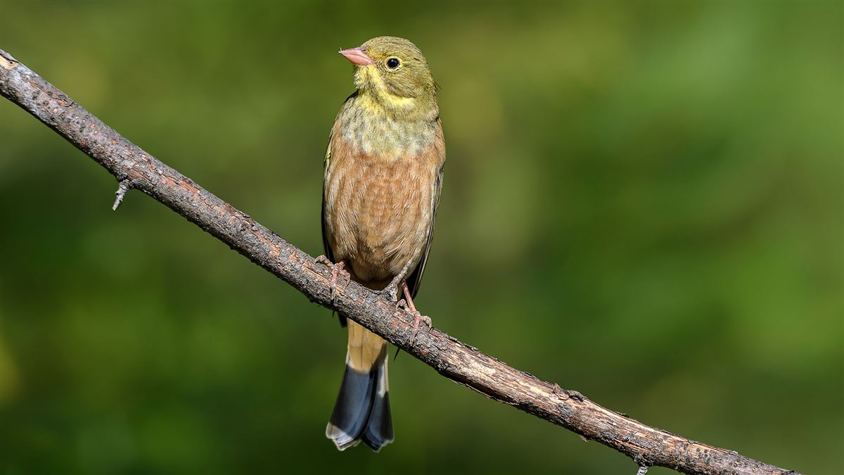 Ortolan Bunting