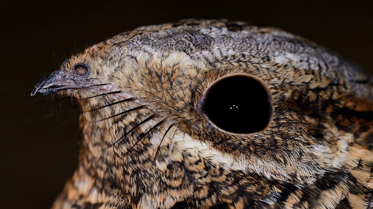 European Nightjar