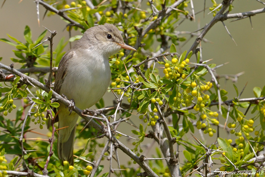 Upcher`s Warbler