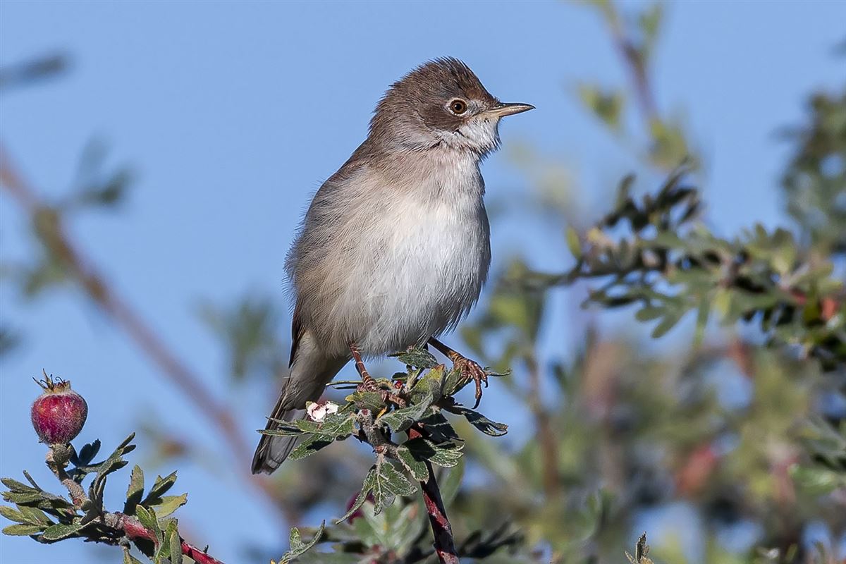 Common Whitethroat