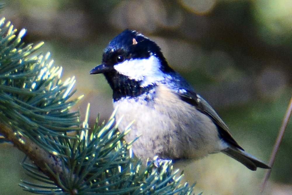 Coal Tit