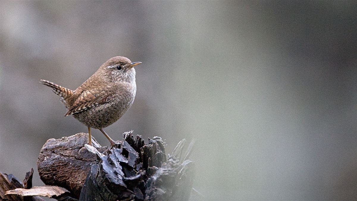 Eurasian Wren