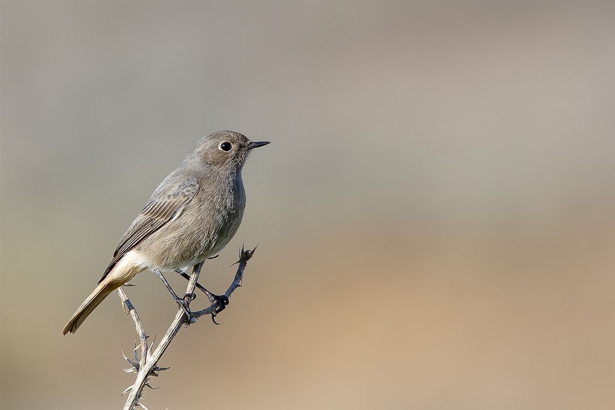 Black Redstart