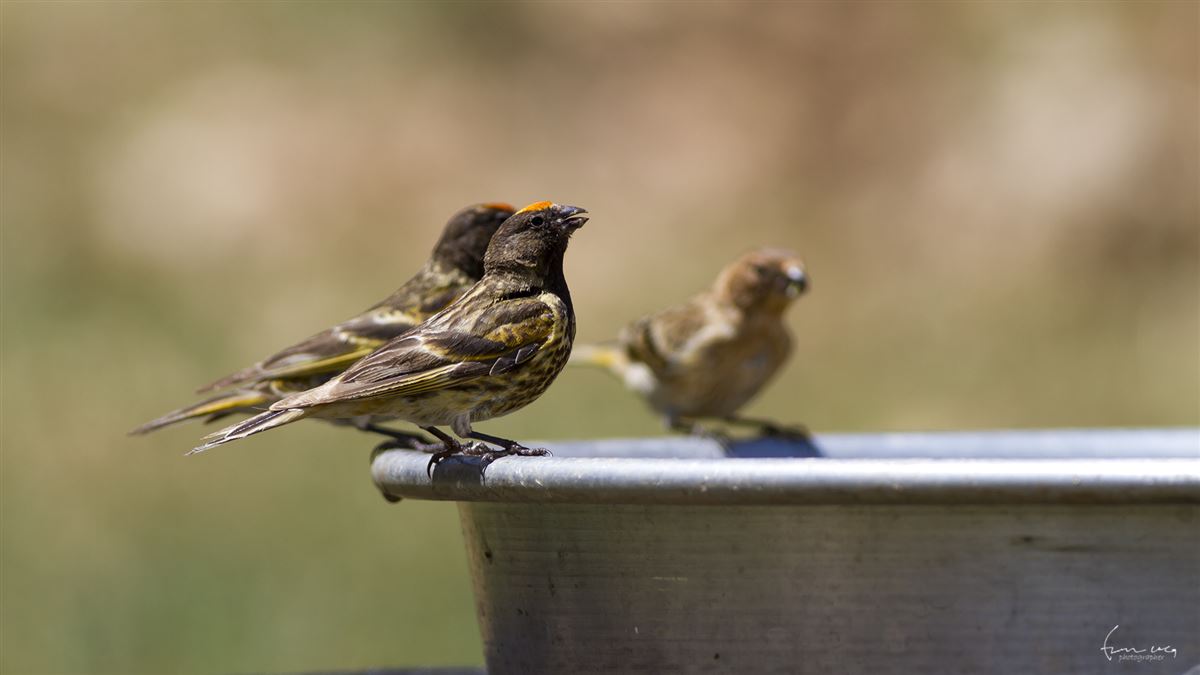 Red-fronted Serin
