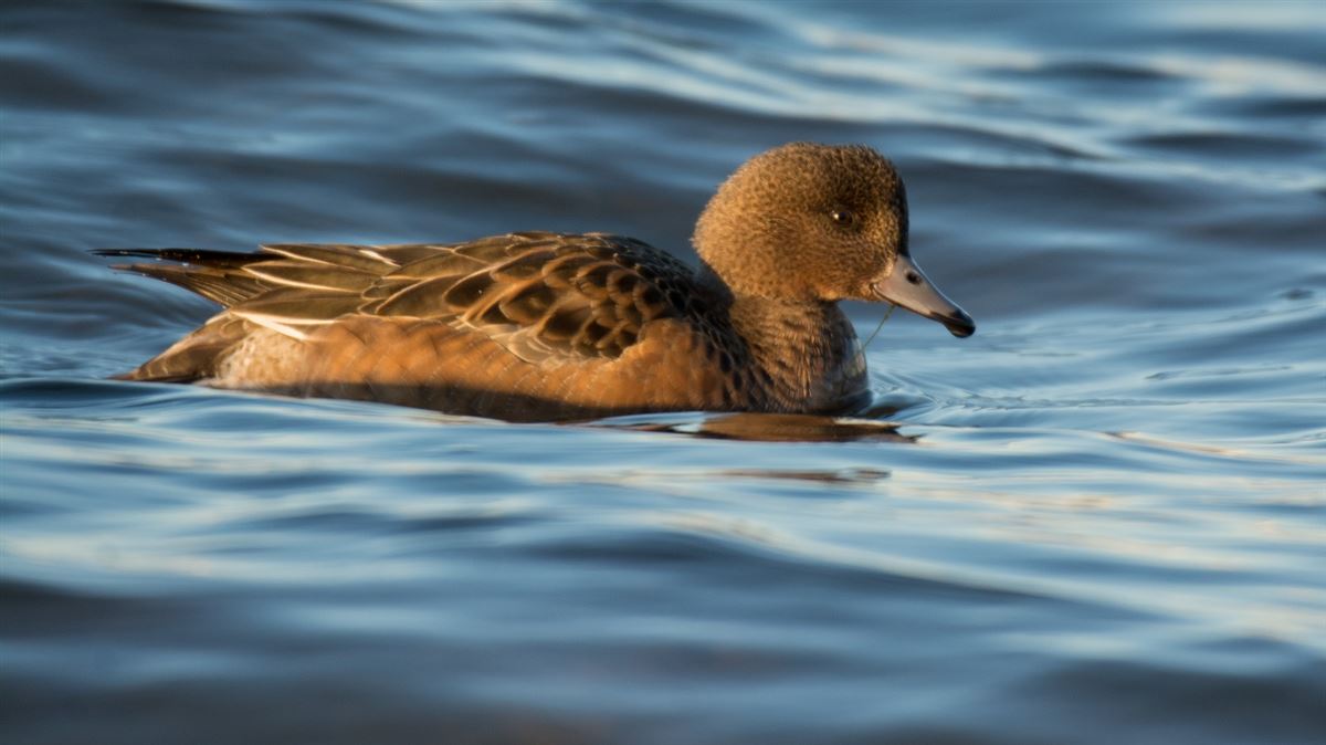 Eurasian Wigeon