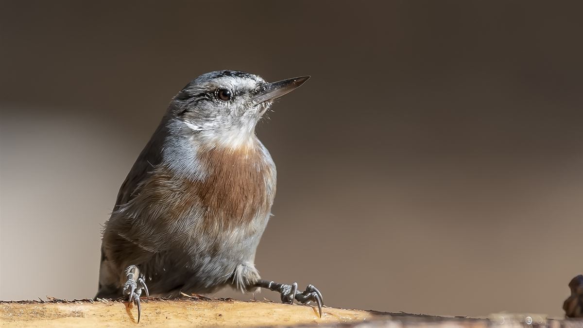 Krüper`s Nuthatch