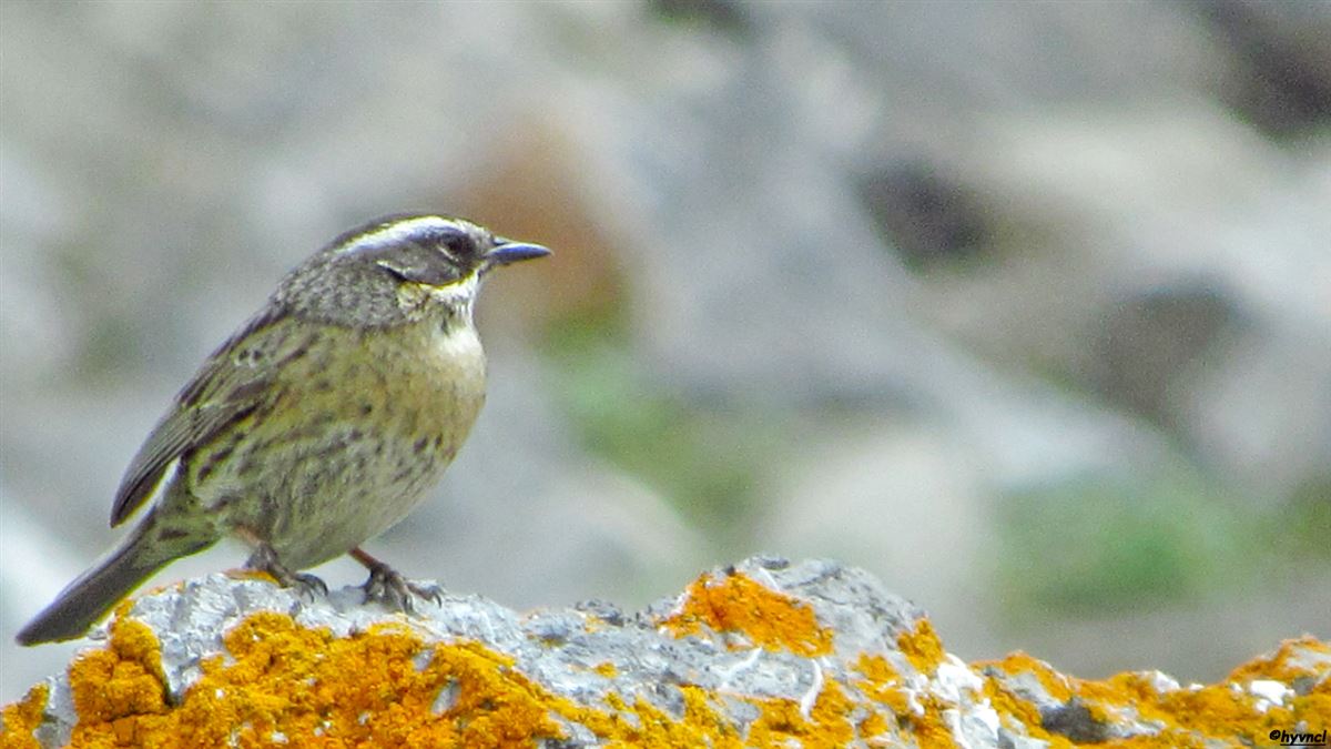 Radde`s Accentor
